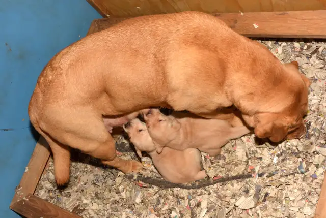 PB Labrador Retriever Pups - Photo 4