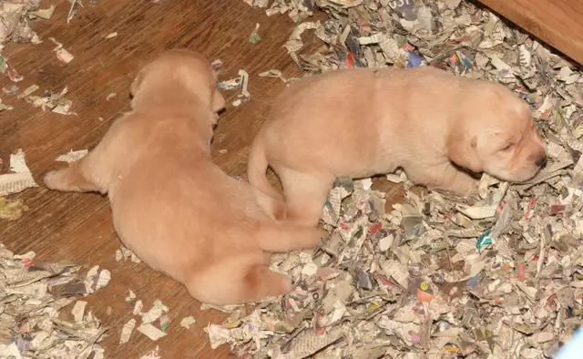 PB Labrador Retriever Pups - Photo 5