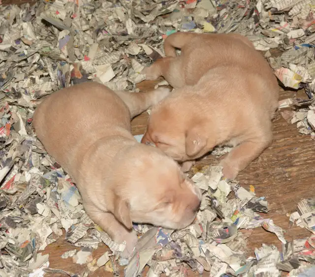 PB Labrador Retriever Pups - Photo 6