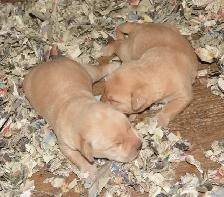 PB Labrador Retriever Pups - Photo 6