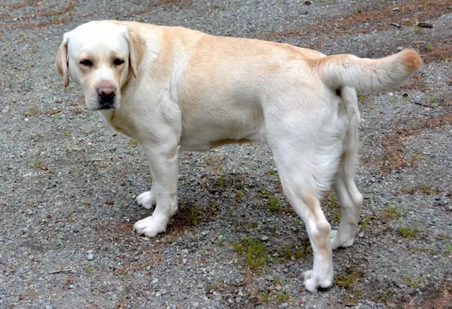 PB Labrador Retriever Pups - Photo 8