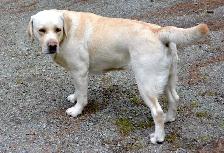 PB Labrador Retriever Pups - Photo 8