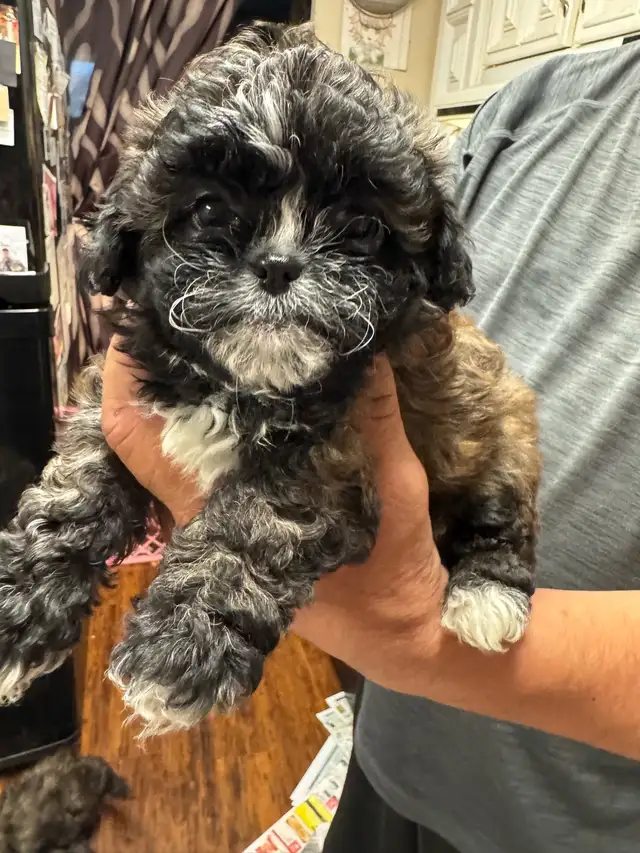 shihTzu poodle pups