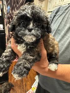 shihTzu poodle pups
