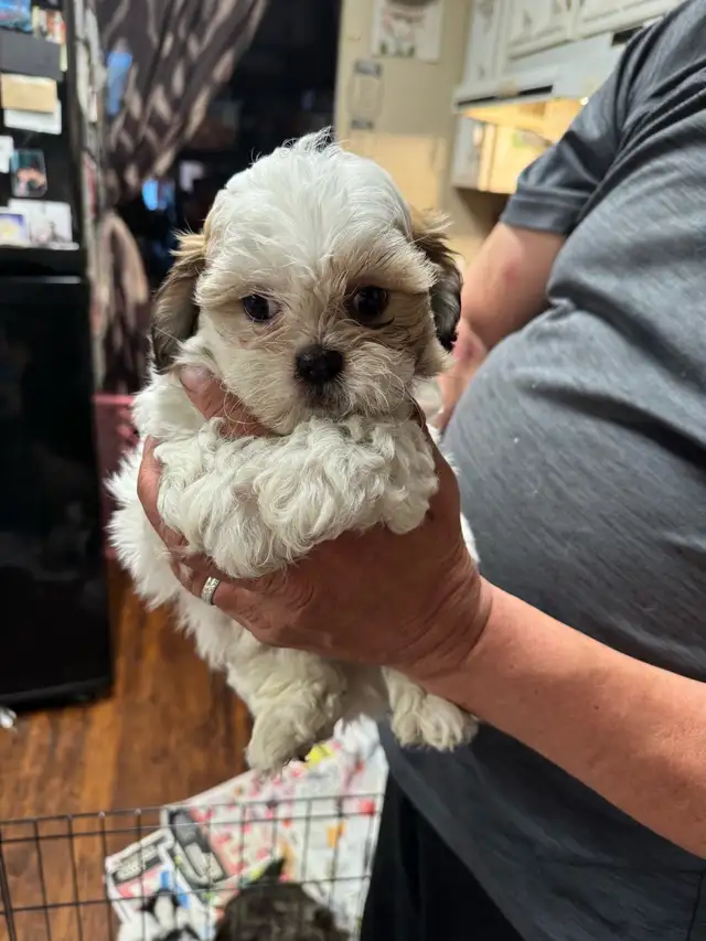 shihTzu poodle pups - Photo 2