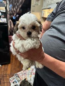 shihTzu poodle pups - Photo 2