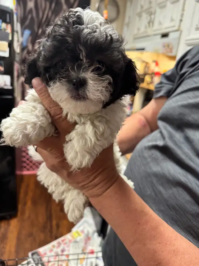 shihTzu poodle pups - Photo 3
