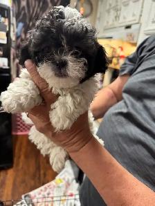 shihTzu poodle pups - Photo 3