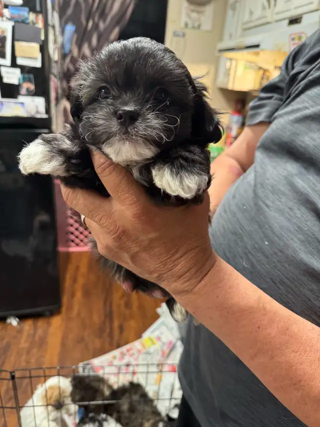 shihTzu poodle pups - Photo 4