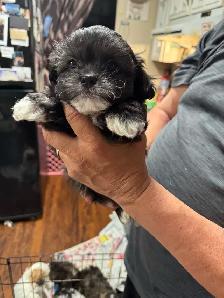 shihTzu poodle pups - Photo 4