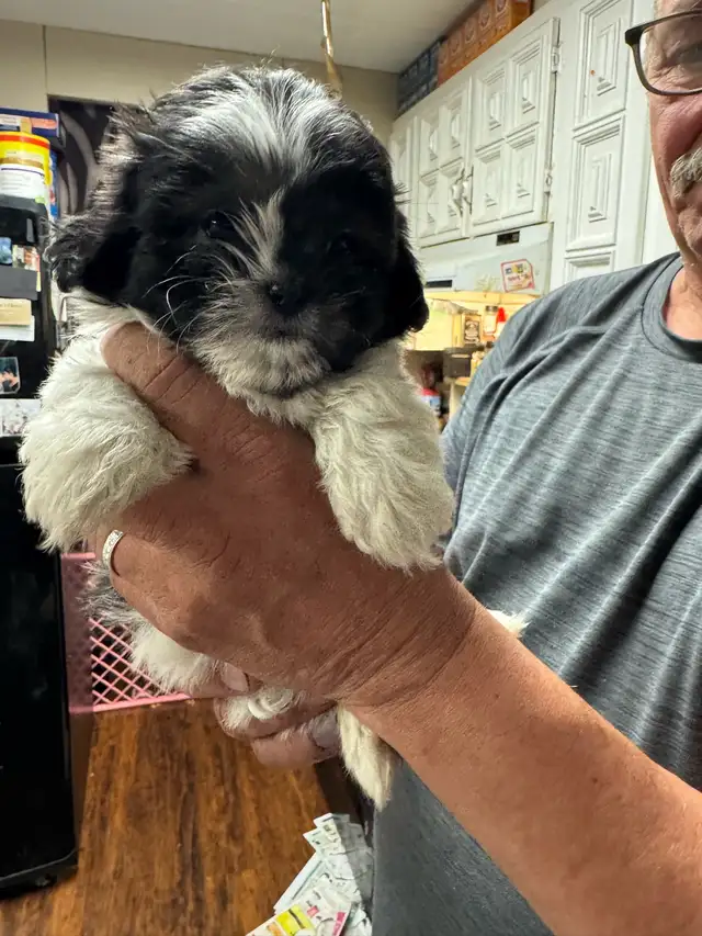 shihTzu poodle pups - Photo 5
