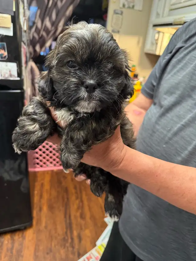 shihTzu poodle pups - Photo 6
