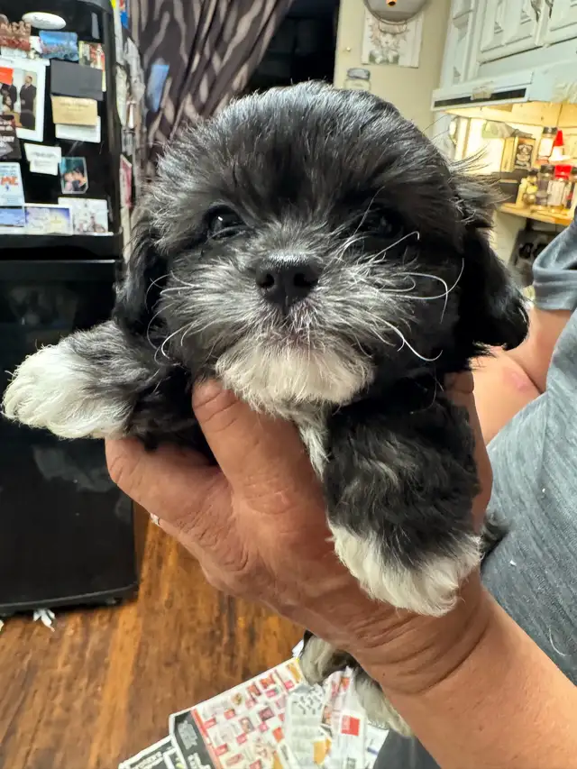 shihTzu poodle pups - Photo 7
