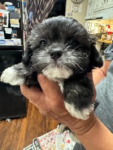 shihTzu poodle pups - Photo 7