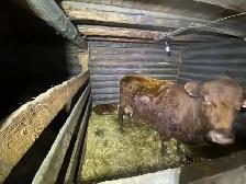 cow calf pair