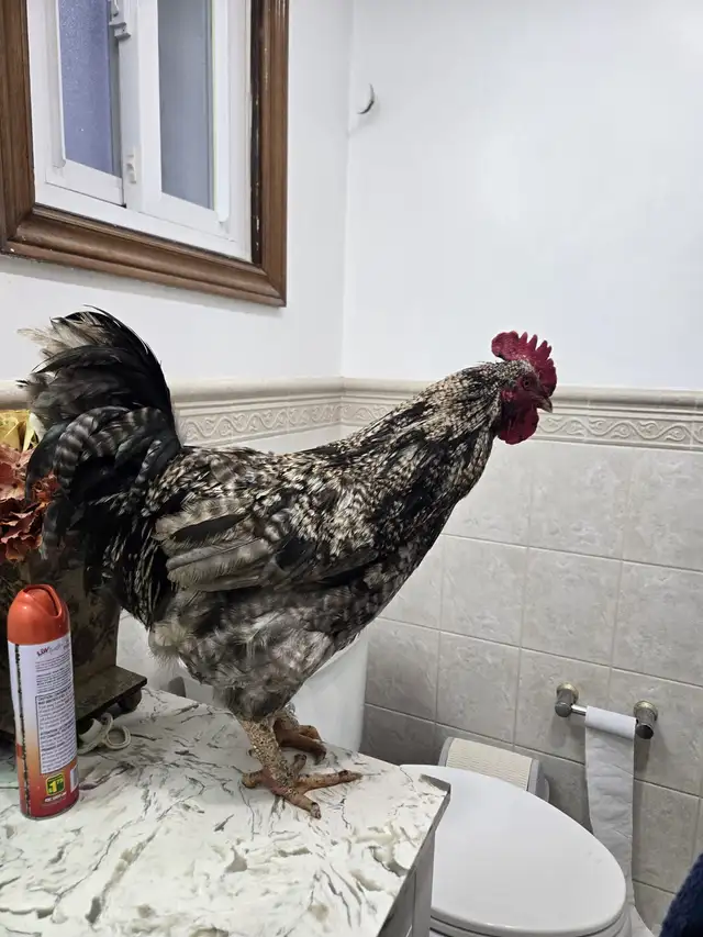 XL Rooster for Sale (NEED SOLD ASAP)
