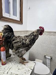 XL Rooster for Sale (NEED SOLD ASAP)