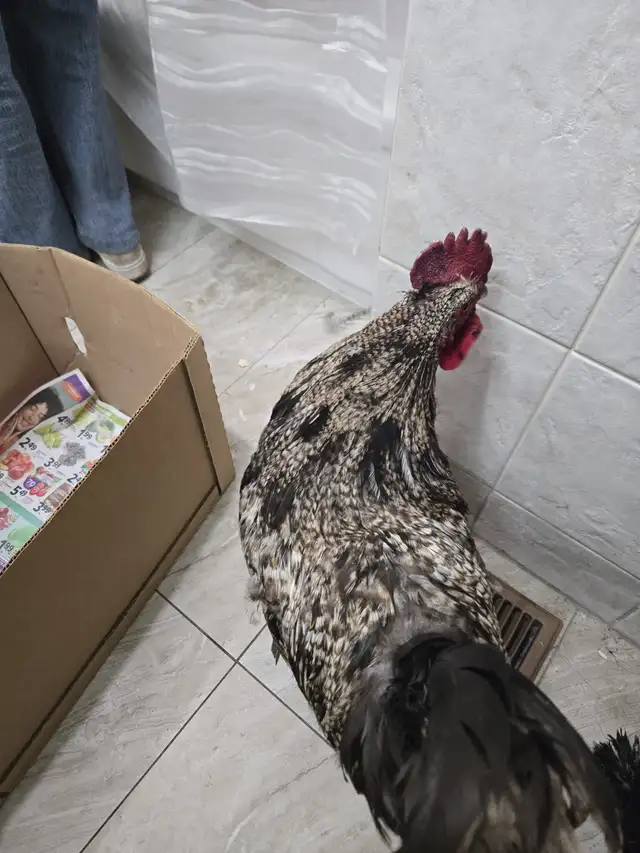 XL Rooster for Sale (NEED SOLD ASAP) - Photo 2
