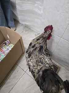 XL Rooster for Sale (NEED SOLD ASAP) - Photo 2