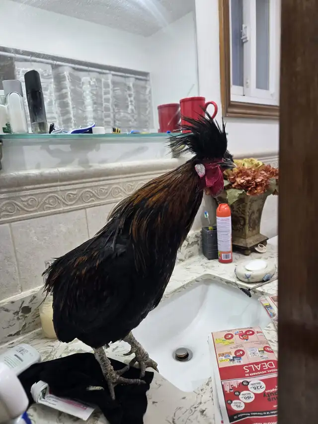 Polish Rooster For Sale