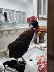 Polish Rooster For Sale