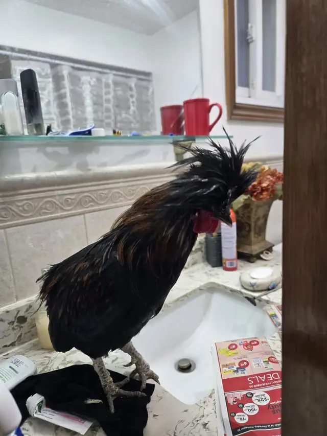 Polish Rooster For Sale - Photo 2
