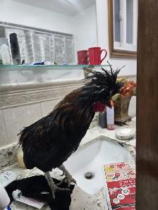 Polish Rooster For Sale - Photo 2