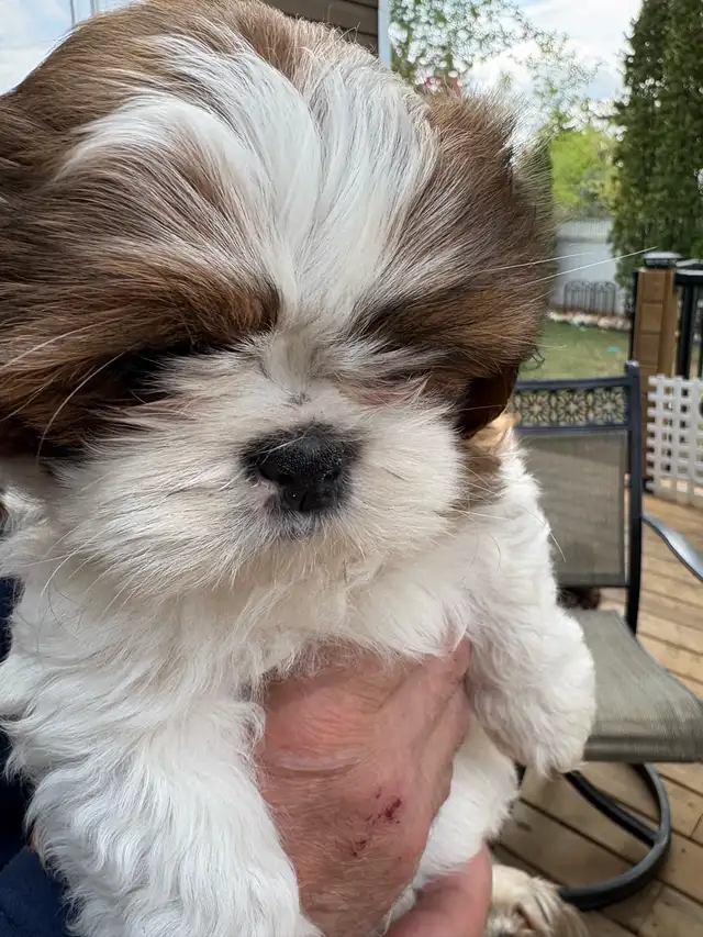 Shih-Tzu puppies foe sale