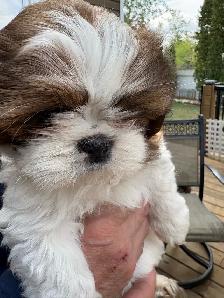 Shih-Tzu puppies foe sale