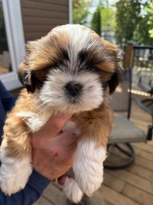 Shih-Tzu puppies foe sale - Photo 2
