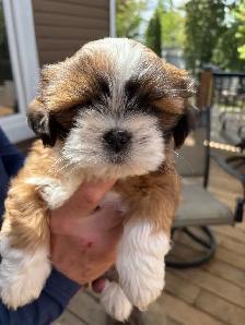 Shih-Tzu puppies foe sale - Photo 2