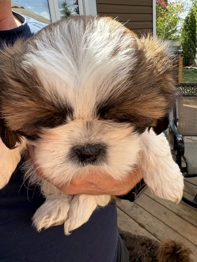 Shih-Tzu puppies foe sale - Photo 3