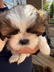 Shih-Tzu puppies foe sale - Photo 3