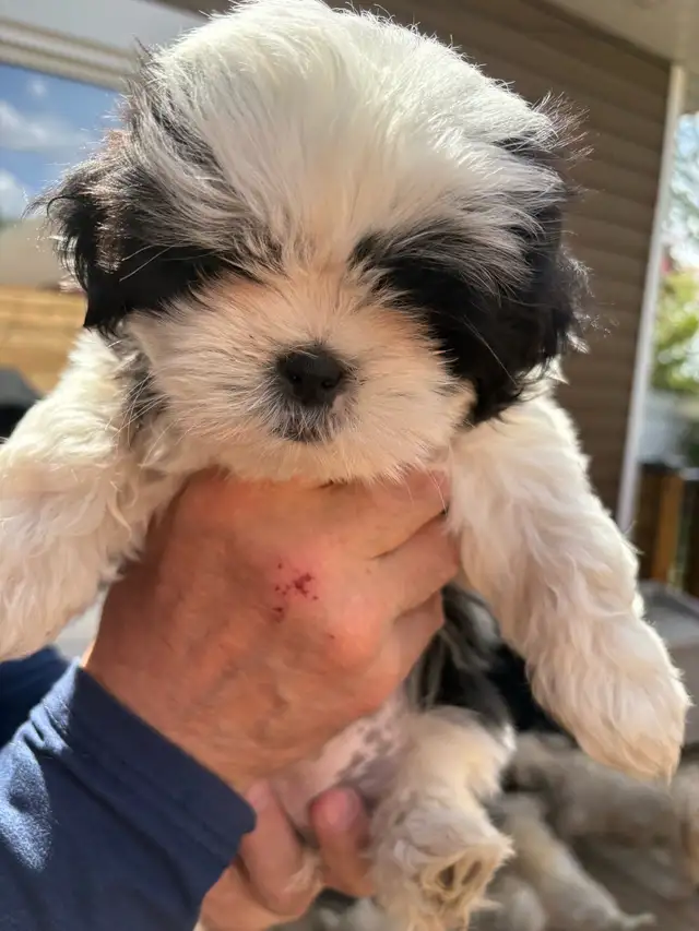 Shih-Tzu puppies foe sale - Photo 4