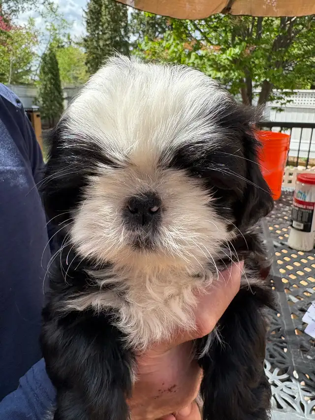 Shih-Tzu puppies foe sale - Photo 5