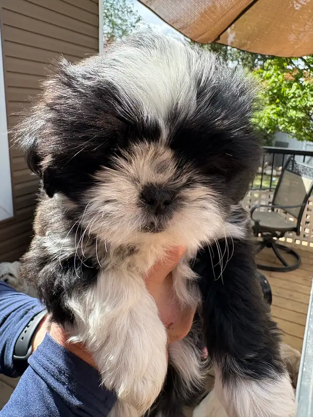 Shih-Tzu puppies foe sale - Photo 6