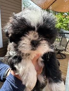 Shih-Tzu puppies foe sale - Photo 6