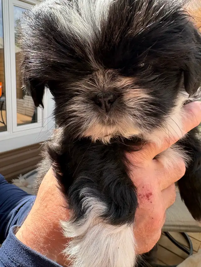 Shih-Tzu puppies foe sale - Photo 7