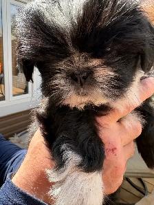 Shih-Tzu puppies foe sale - Photo 7