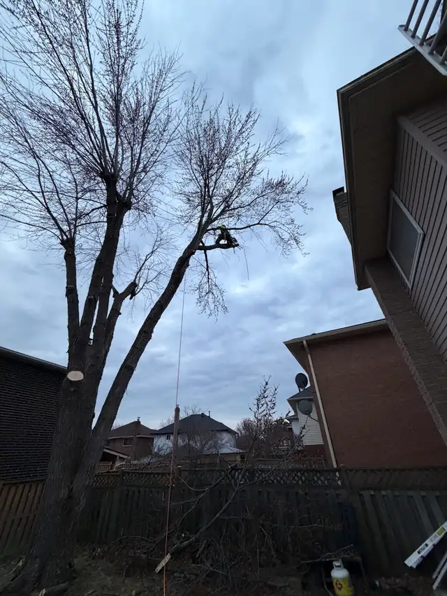 IClimb Tree Service | Fully Insured | 5-Star Reviews | Tree Remo - Photo 4