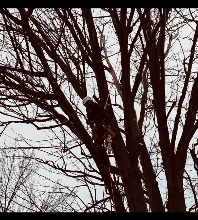 IClimb Tree Service | Fully Insured | 5-Star Reviews | Tree Remo - Photo 6