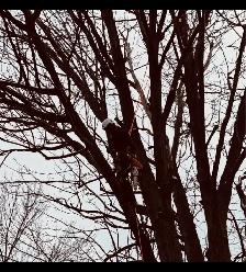 IClimb Tree Service | Fully Insured | 5-Star Reviews | Tree Remo - Photo 6