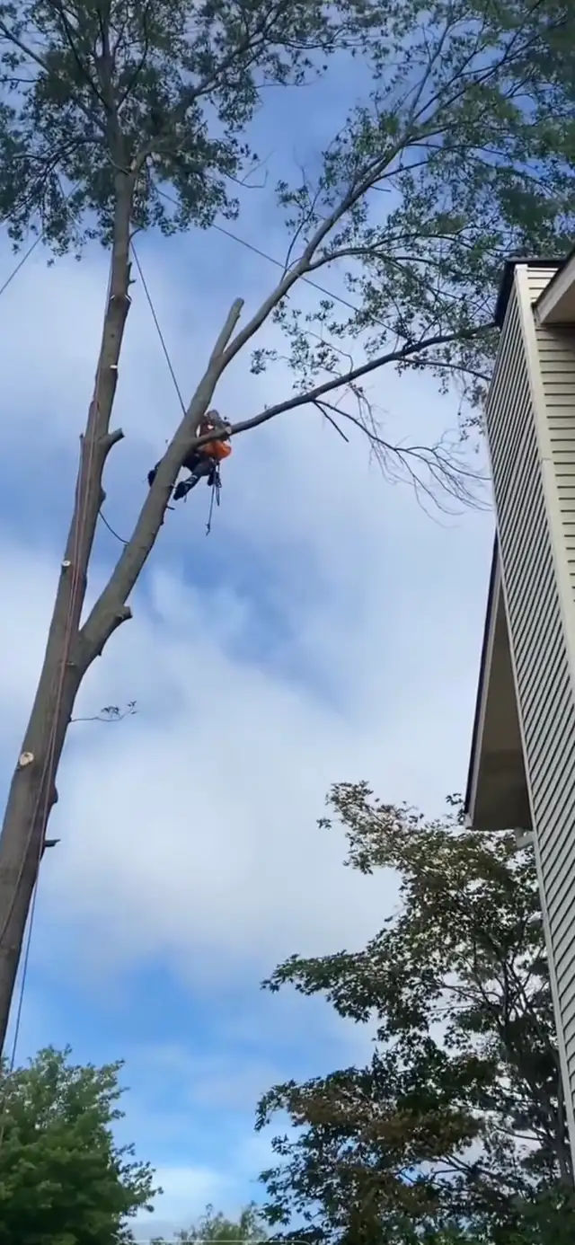 IClimb Tree Service | Fully Insured | 5-Star Reviews | Tree Remo - Photo 7