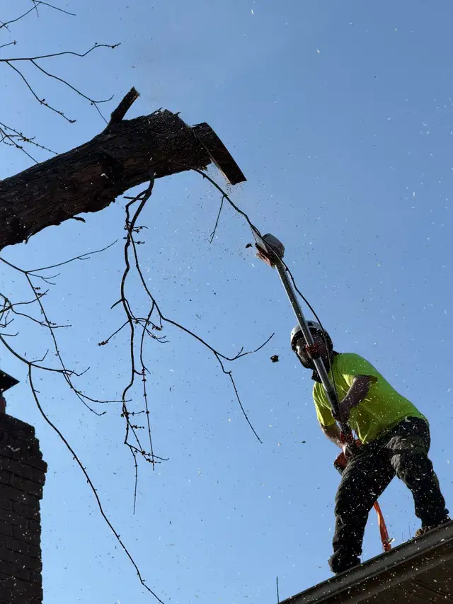 IClimb Tree Service | Fully Insured | 5-Star Reviews | Tree Remo - Photo 8