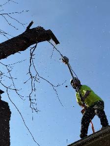 IClimb Tree Service | Fully Insured | 5-Star Reviews | Tree Remo - Photo 8