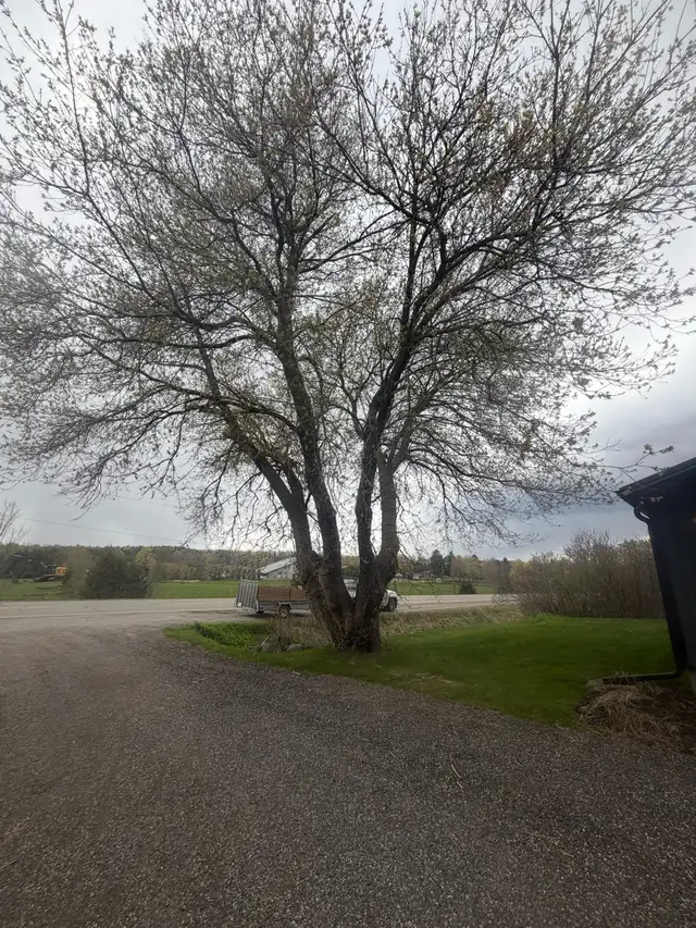 IClimb Tree Service | Fully Insured | 5-Star Reviews | Tree Remo - Photo 9