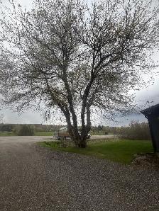 IClimb Tree Service | Fully Insured | 5-Star Reviews | Tree Remo - Photo 9