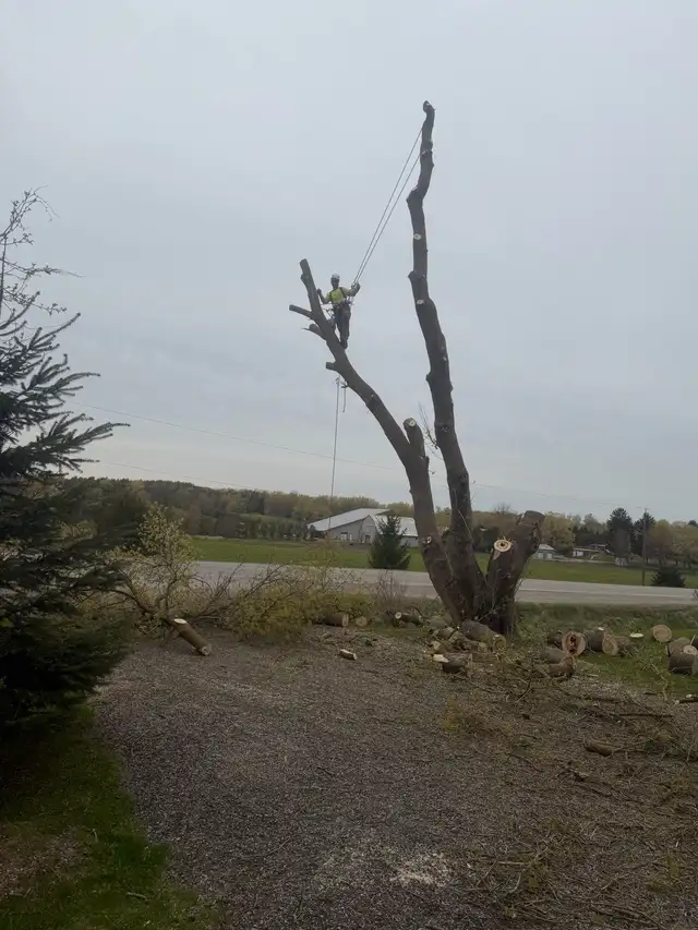 IClimb Tree Service | Fully Insured | 5-Star Reviews | Tree Remo - Photo 10