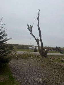 IClimb Tree Service | Fully Insured | 5-Star Reviews | Tree Remo - Photo 10