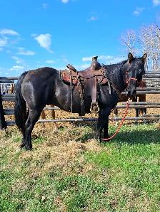 solid gelding